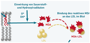 Grafik: MDA-LDL ist ein Biomarker des Oxidativen Stress 
