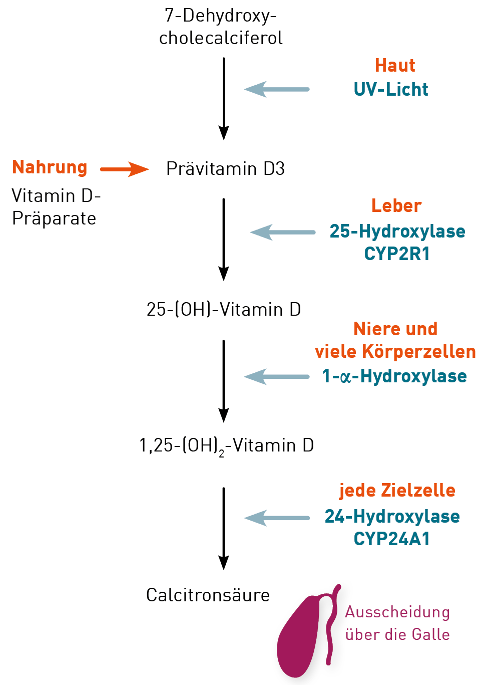 343 FGF23 und Klotho als Feinregulatoren des Vitamin DStoffwechsels