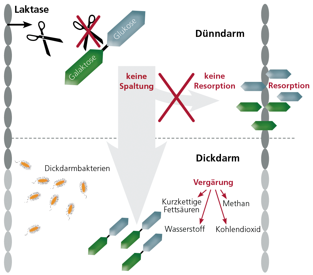 Laktose Diagramm Laktose Diagramm